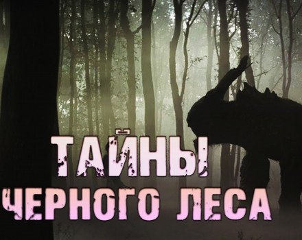 Тайны чёрного леса